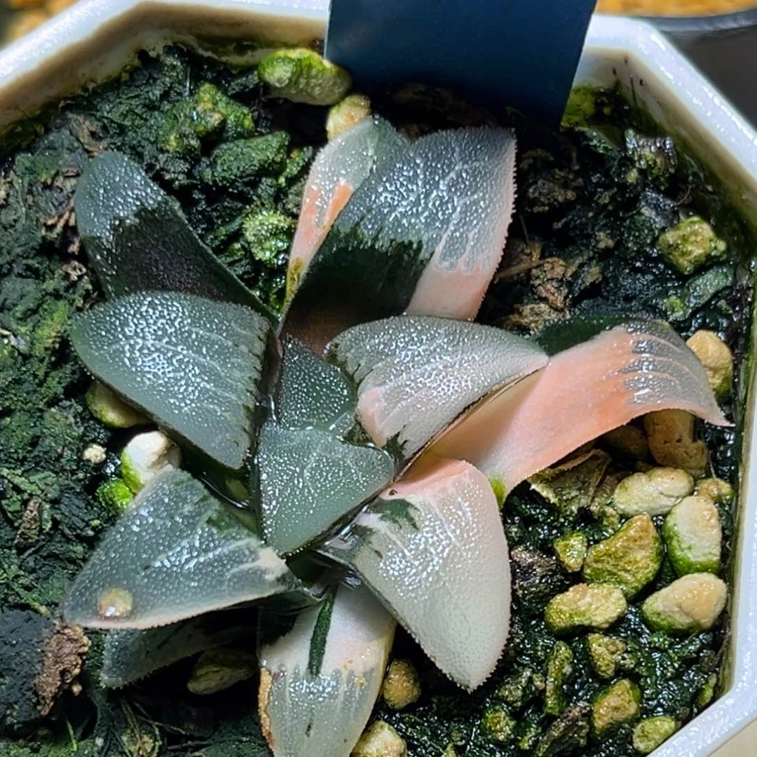 恭喜发财大吉大利519