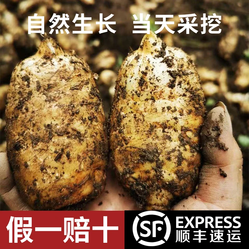 云贵高海拔乌天麻昭通小草坝新鲜天麻仿野生三年种植手工炖鸡煲汤