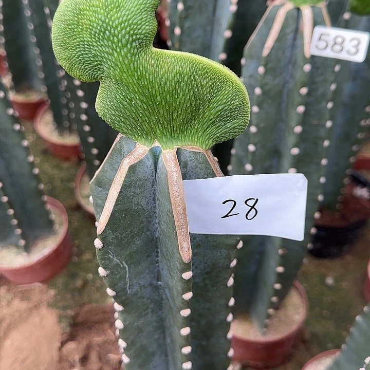 用***9无花朵嫁接青蛇缀28