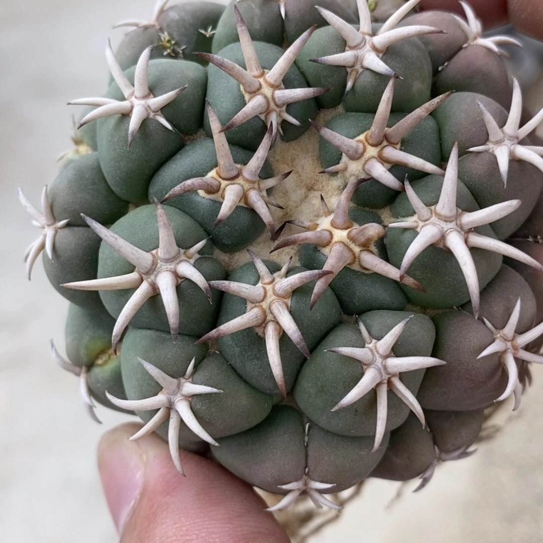 红*仙人球……仙人球……