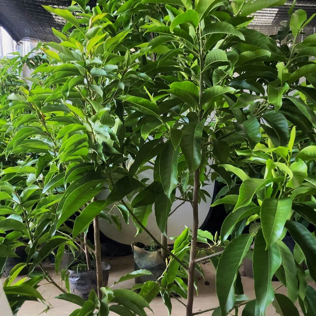 完全开放两颗黄白各一颗