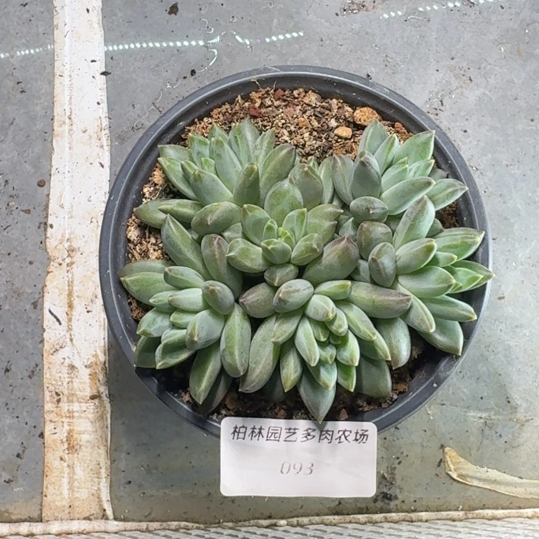 093 美人杂交 一物一拍