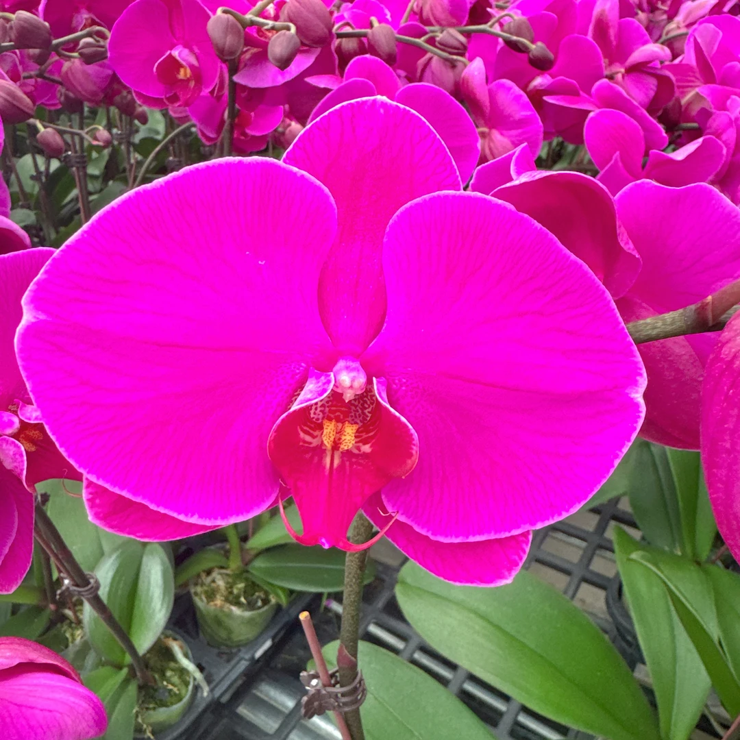 精选蝴蝶兰【红辣椒】高端紫色系 室内花卉绿植鲜花盆栽