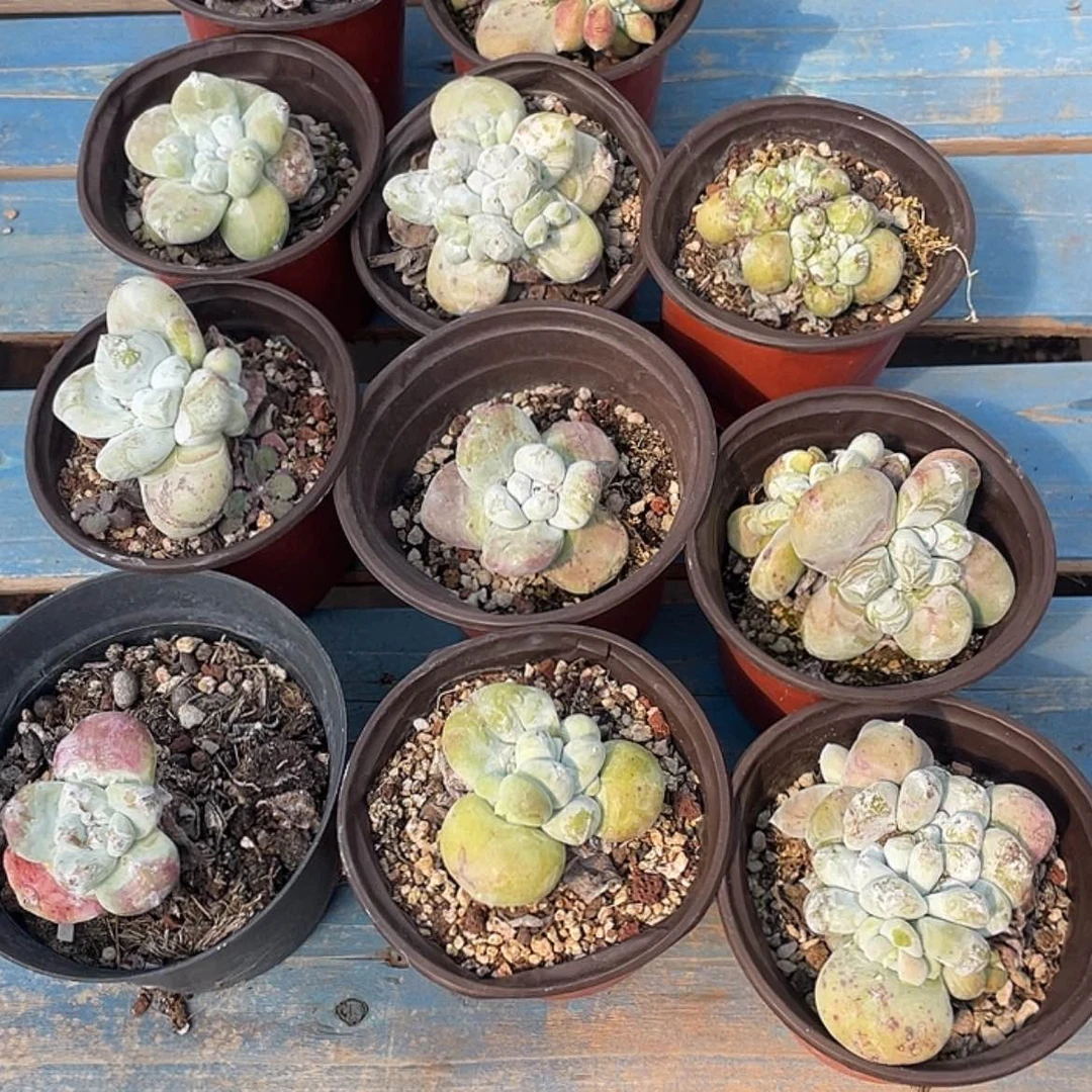 【闪购商品】花朵拇指11棵