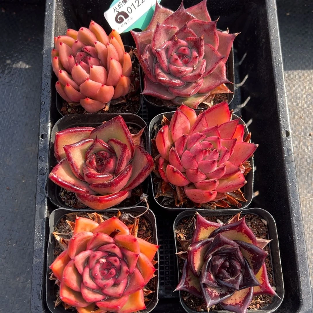 从前慢多肉精选编号0122.100