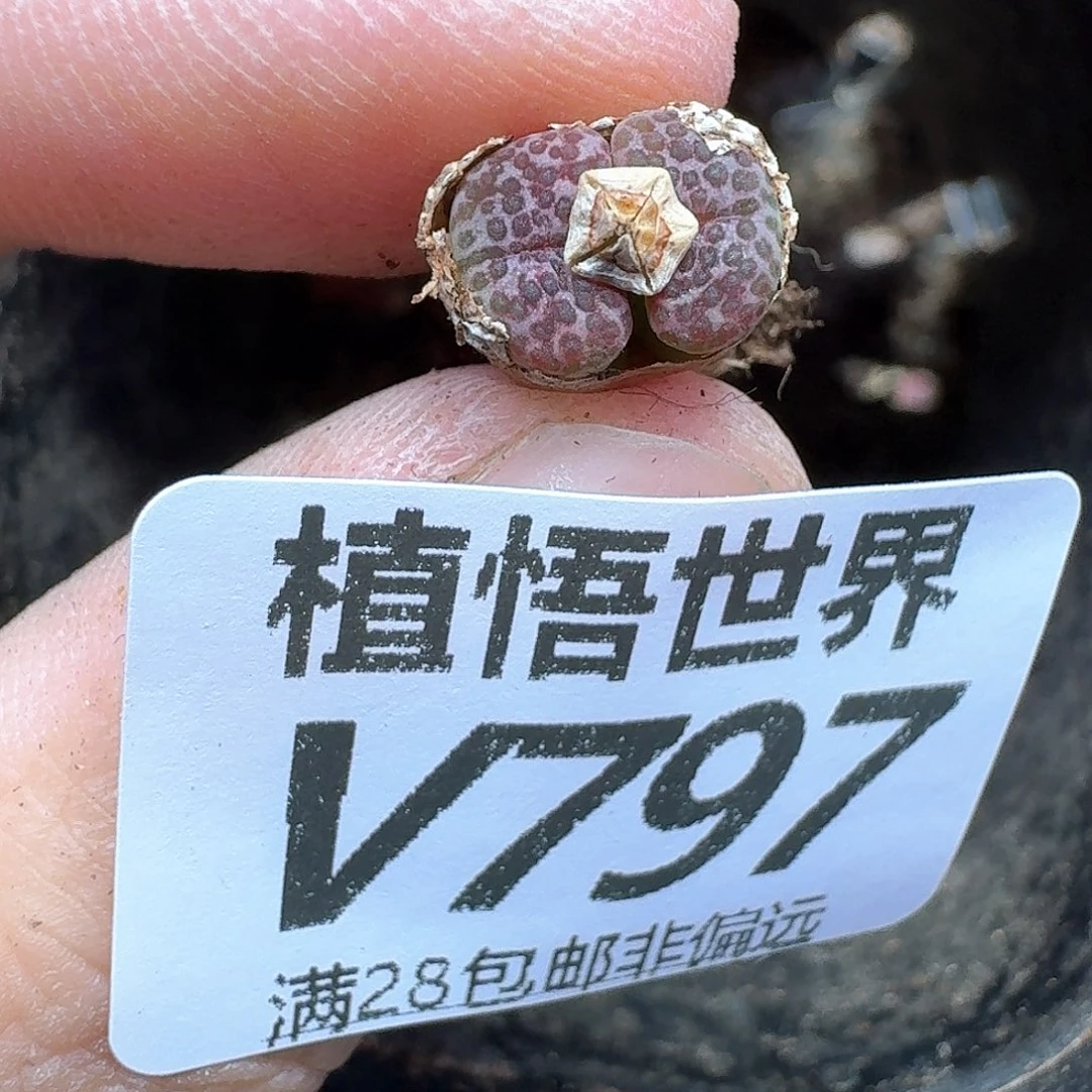 多肉W的人啊ddwfv