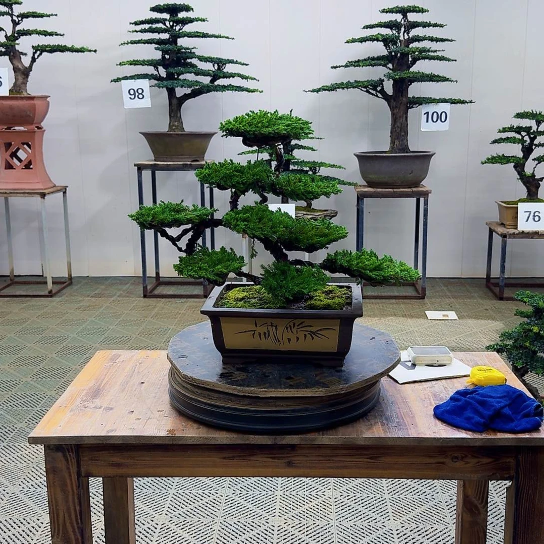 无花朵柏树造型盆景