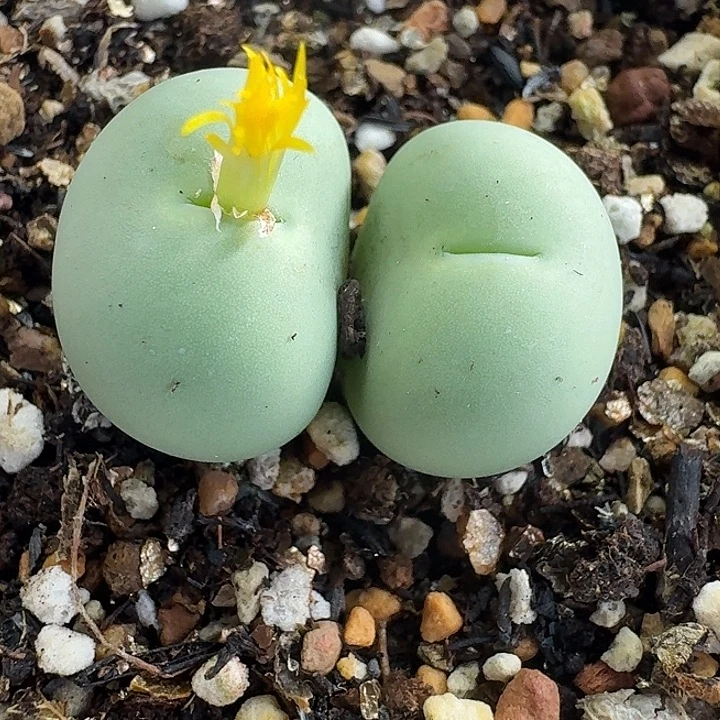 老马生石花双头鸽子蛋1375