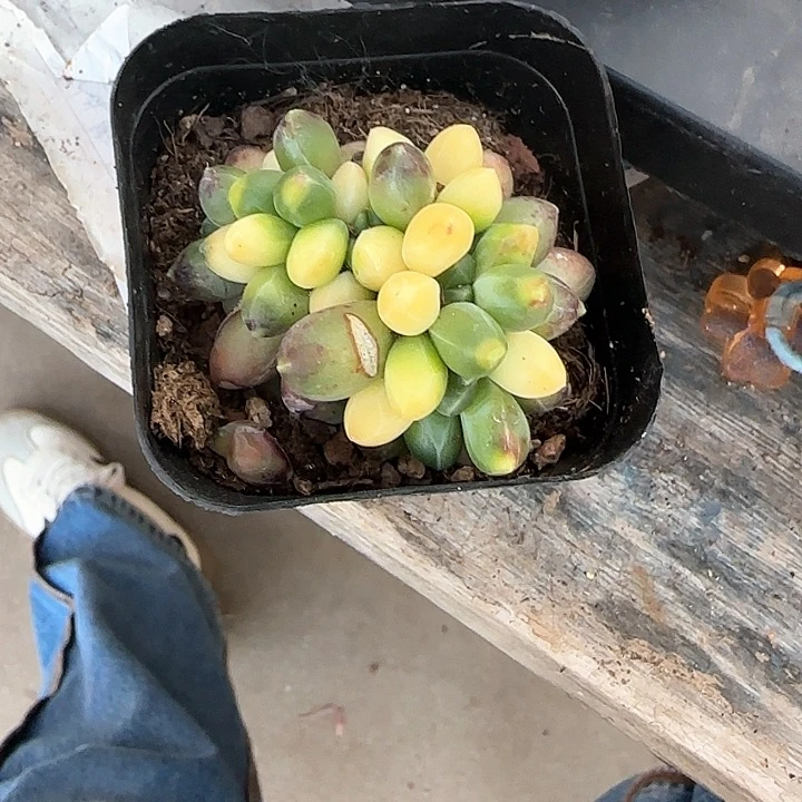 青蛙王子儿童牙膏11