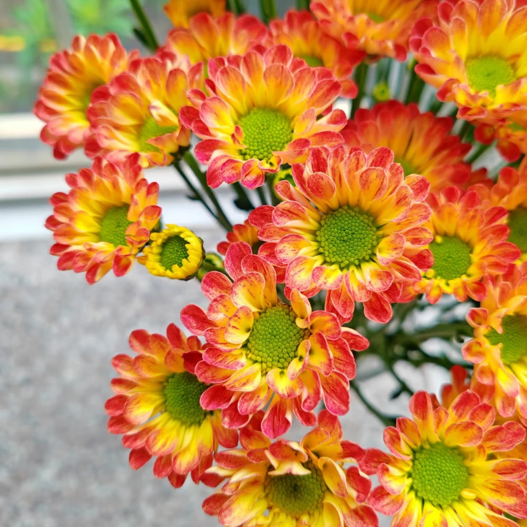 【焰火】鲜花盆栽带花四季开花阳台菊花室内室外庭院绿植花卉