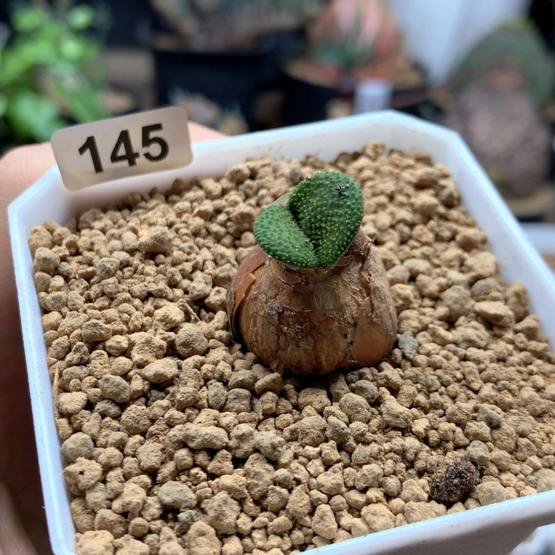 大钢锉灯台百合多肉带盆145