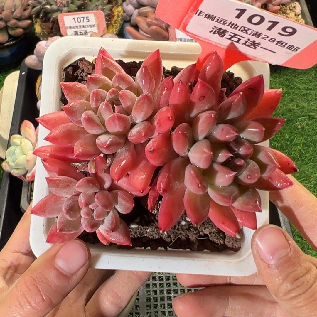 表妹精品多肉植物1019: