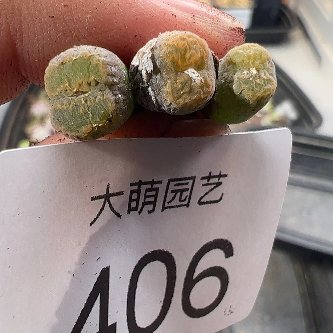 一物一拍MG1456.5黄绿冰珀火柴勋章406
