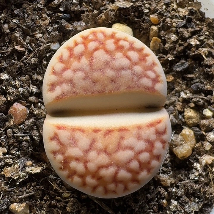 生石花1112222。   138