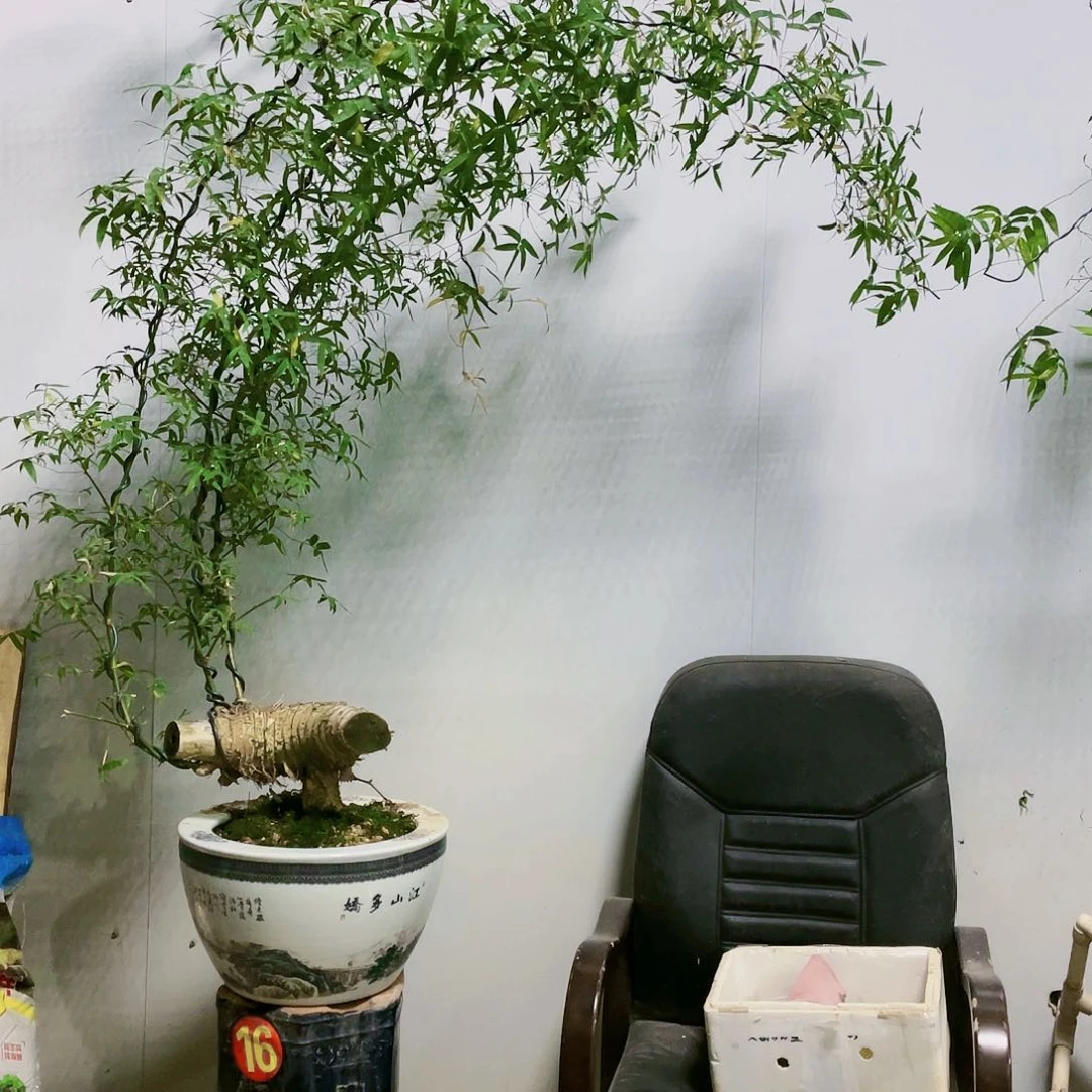 逆**上小叶簕竹熟桩陶瓷盆一物一拍