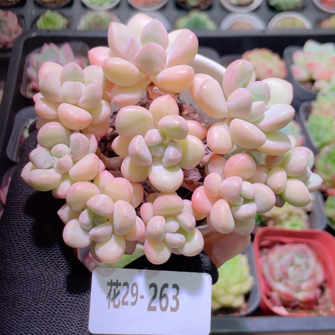 花利美29-263泡泡糖