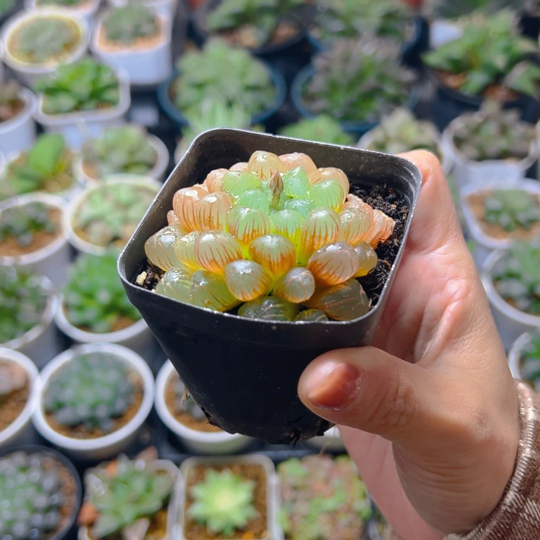 彩虹玉露多肉多肉多肉