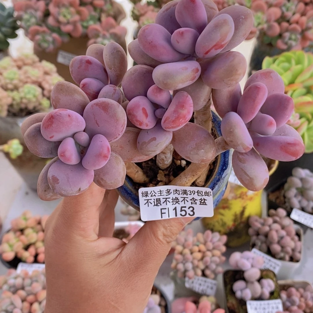糖果桃蛋10cm153多肉植物