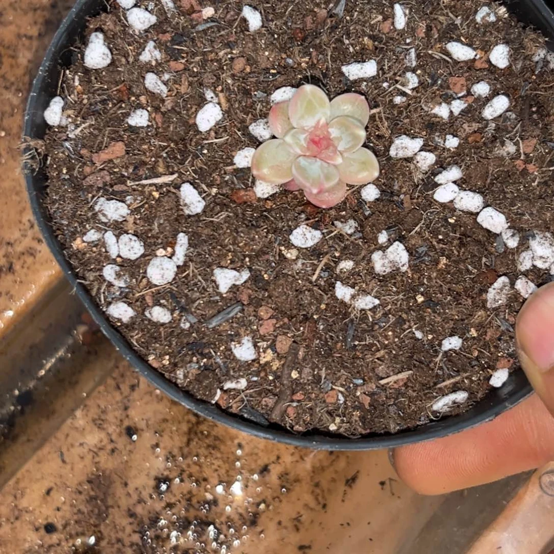 安***身3634下午多肉植物群生