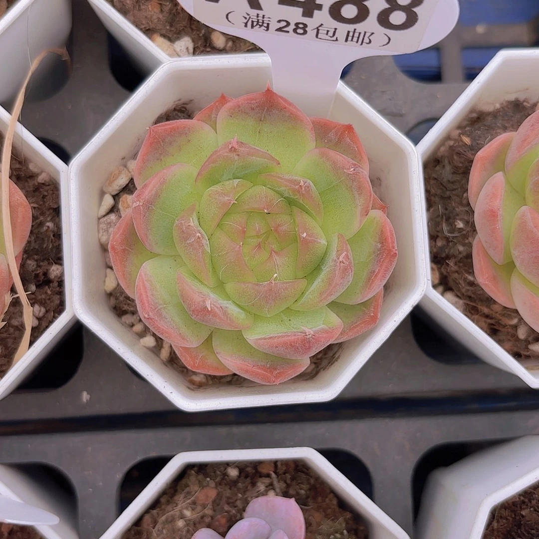 A488丹霞一物一拍111