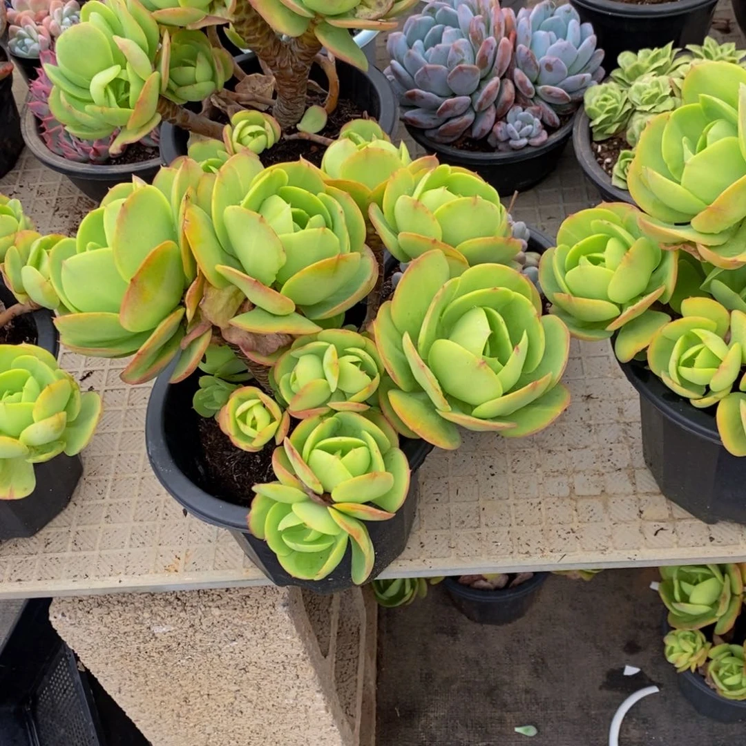 汪***溯48包邮多肉植物一物一拍