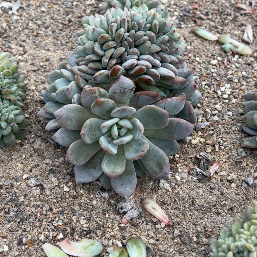 .***啊b070双龙头胸花一字多肉