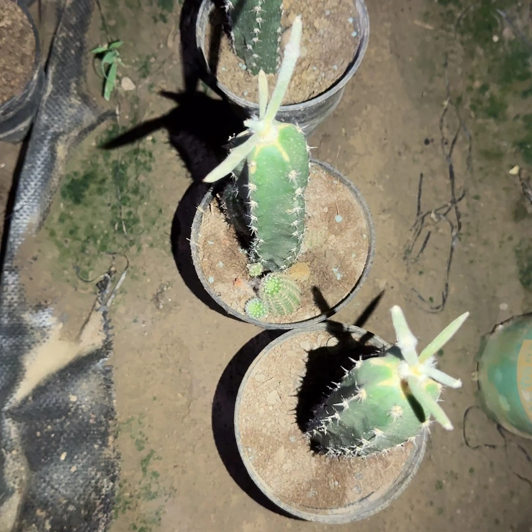 推***雨美杜莎4个袖蒲嫁接