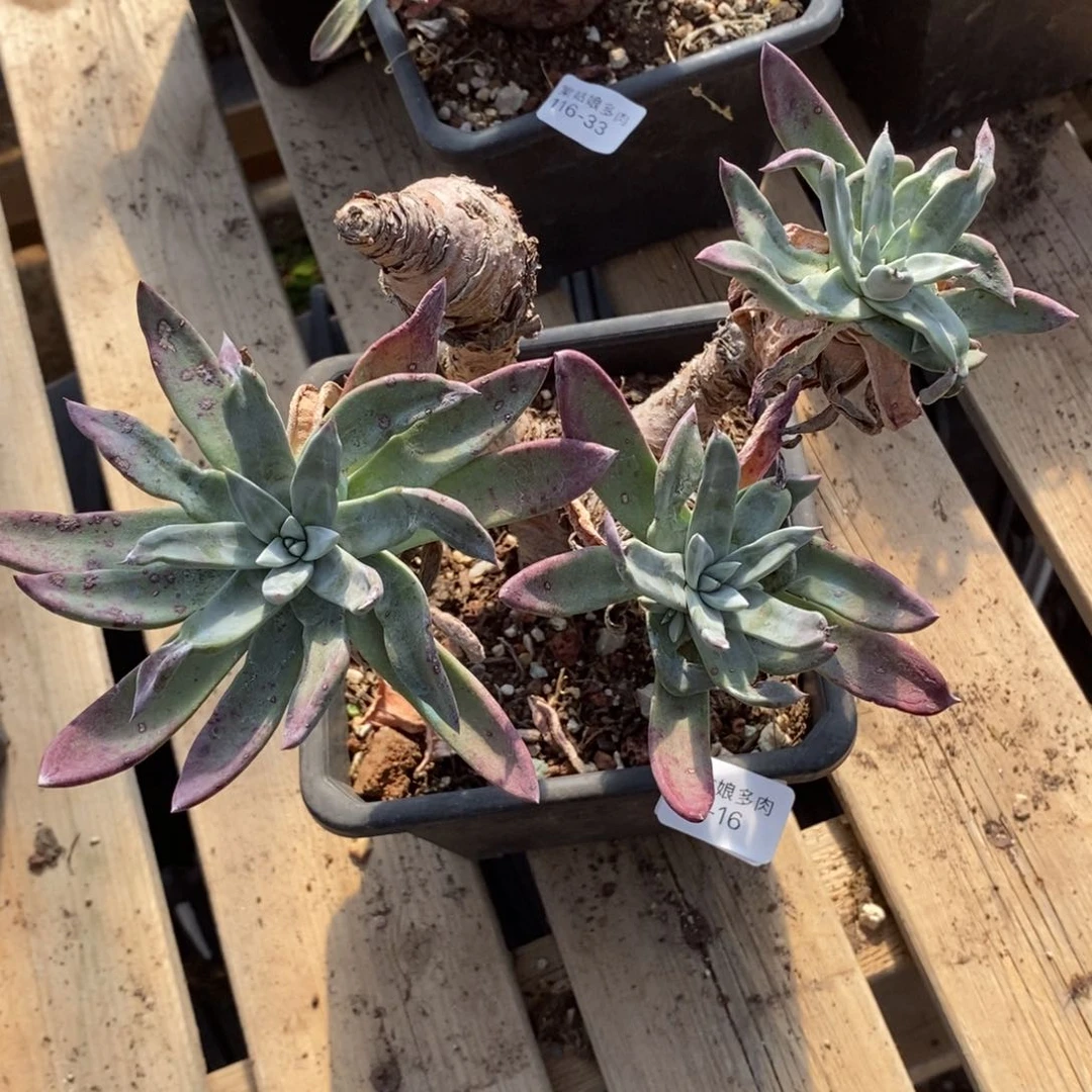 16号苹果叶粗腿子瑕疵