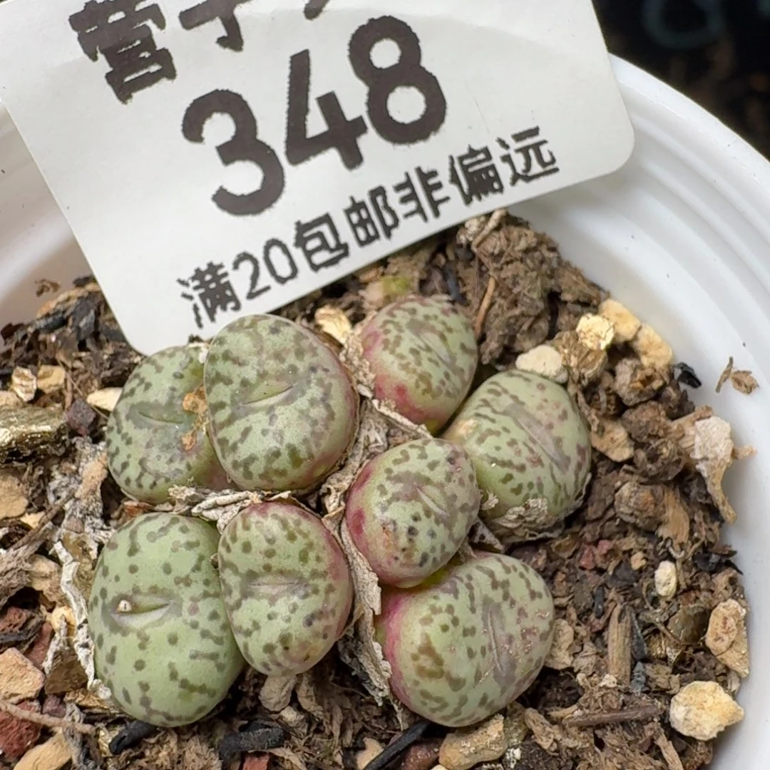 带盆土
