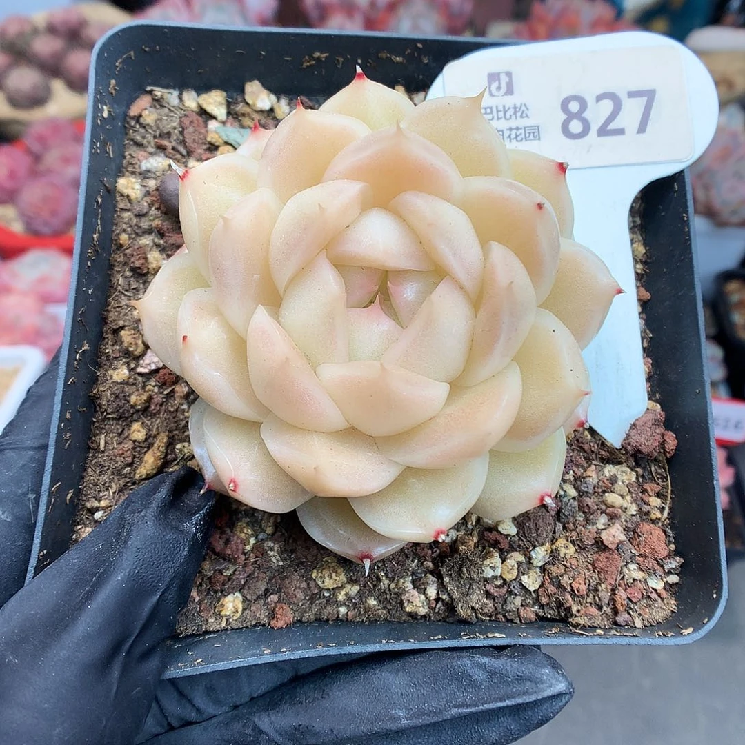 827 包子脸麦杆多肉