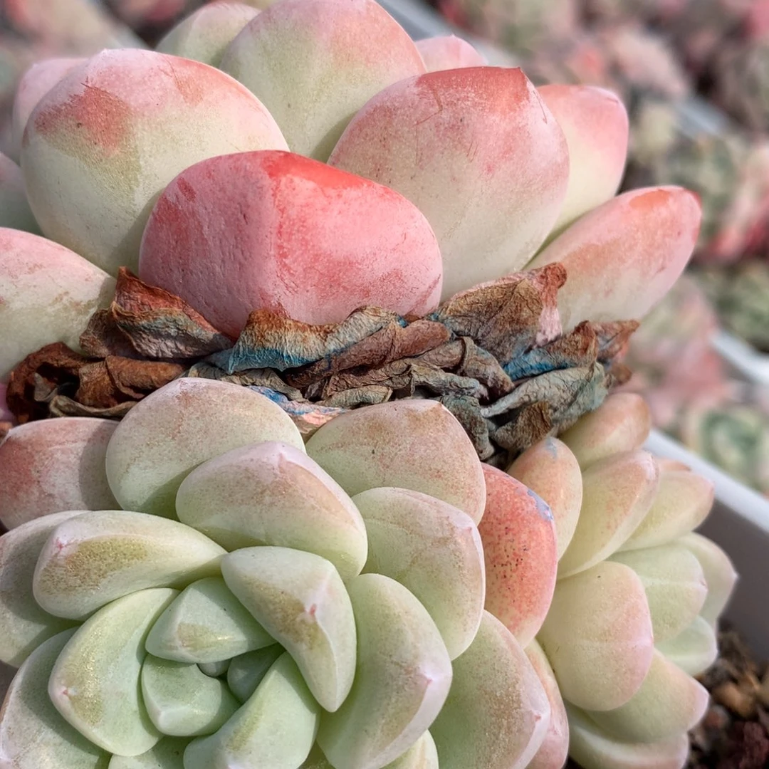 0222-75 老桩冰玉