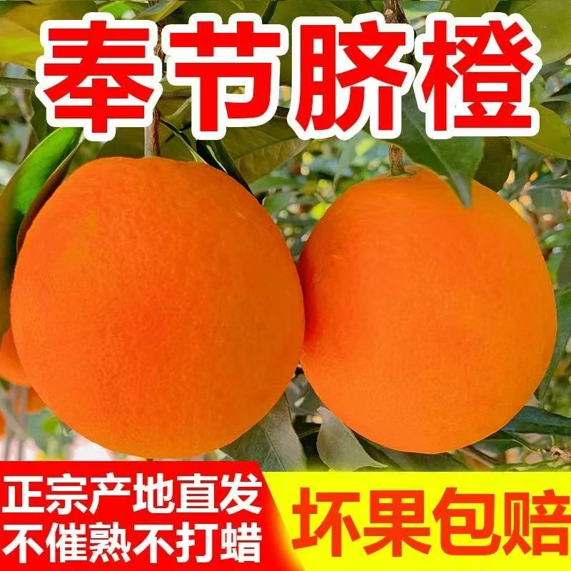 【与辉同款】正宗重庆奉节脐橙纽荷尔橙子当季新鲜水果5/10斤包邮