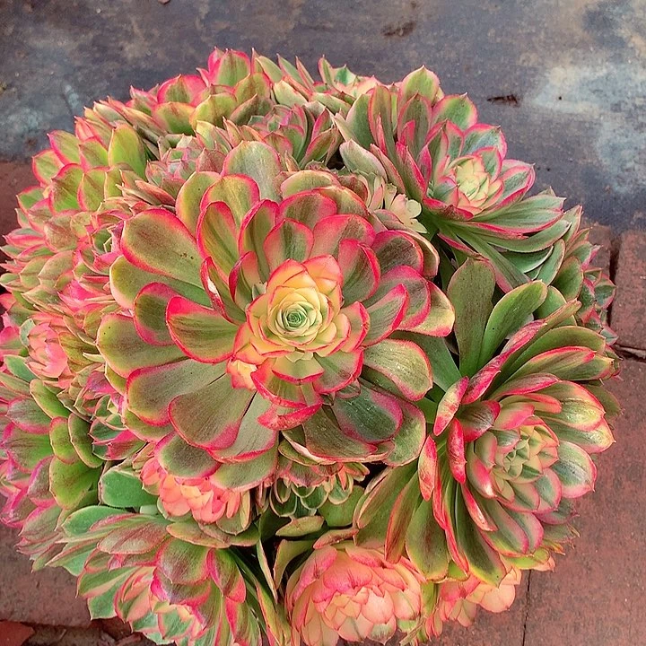 海王啊啊啊啊啊啊啊