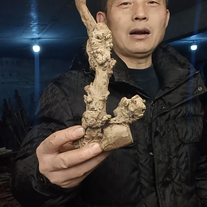 稳定木三****姬贵州檬子木   铁马鞭   根艺  半成品