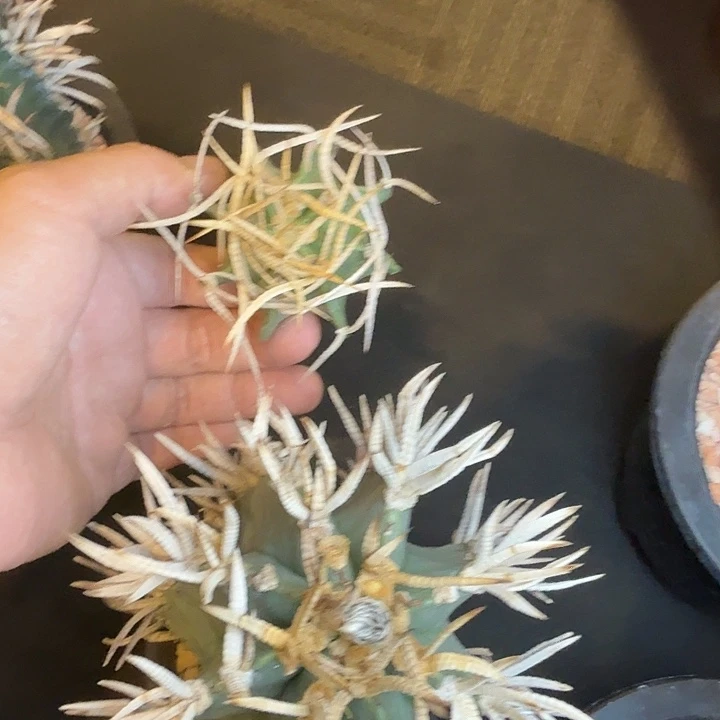 白刺水牛角实生顶苗