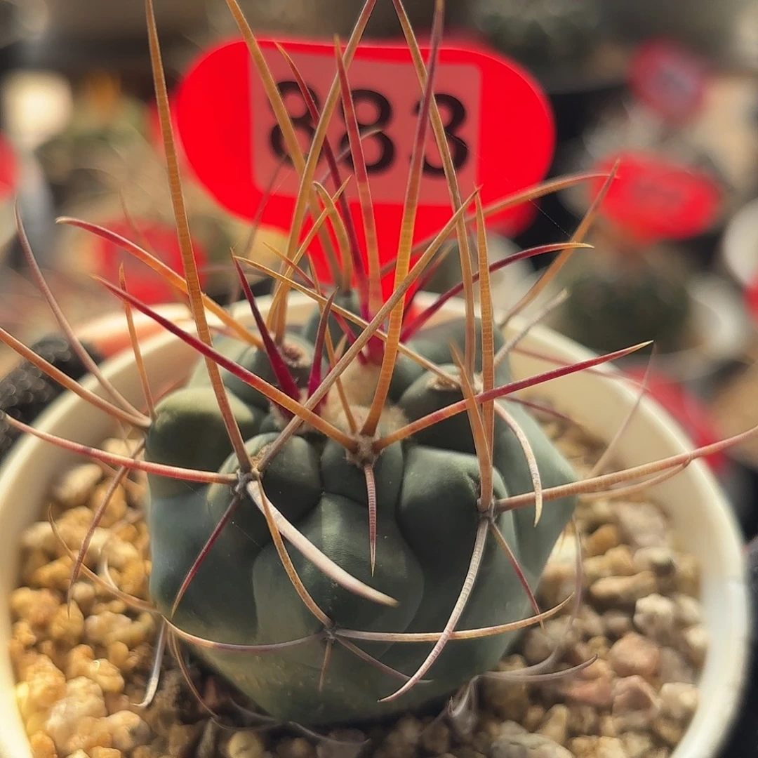 仙人球实生绯冠龙