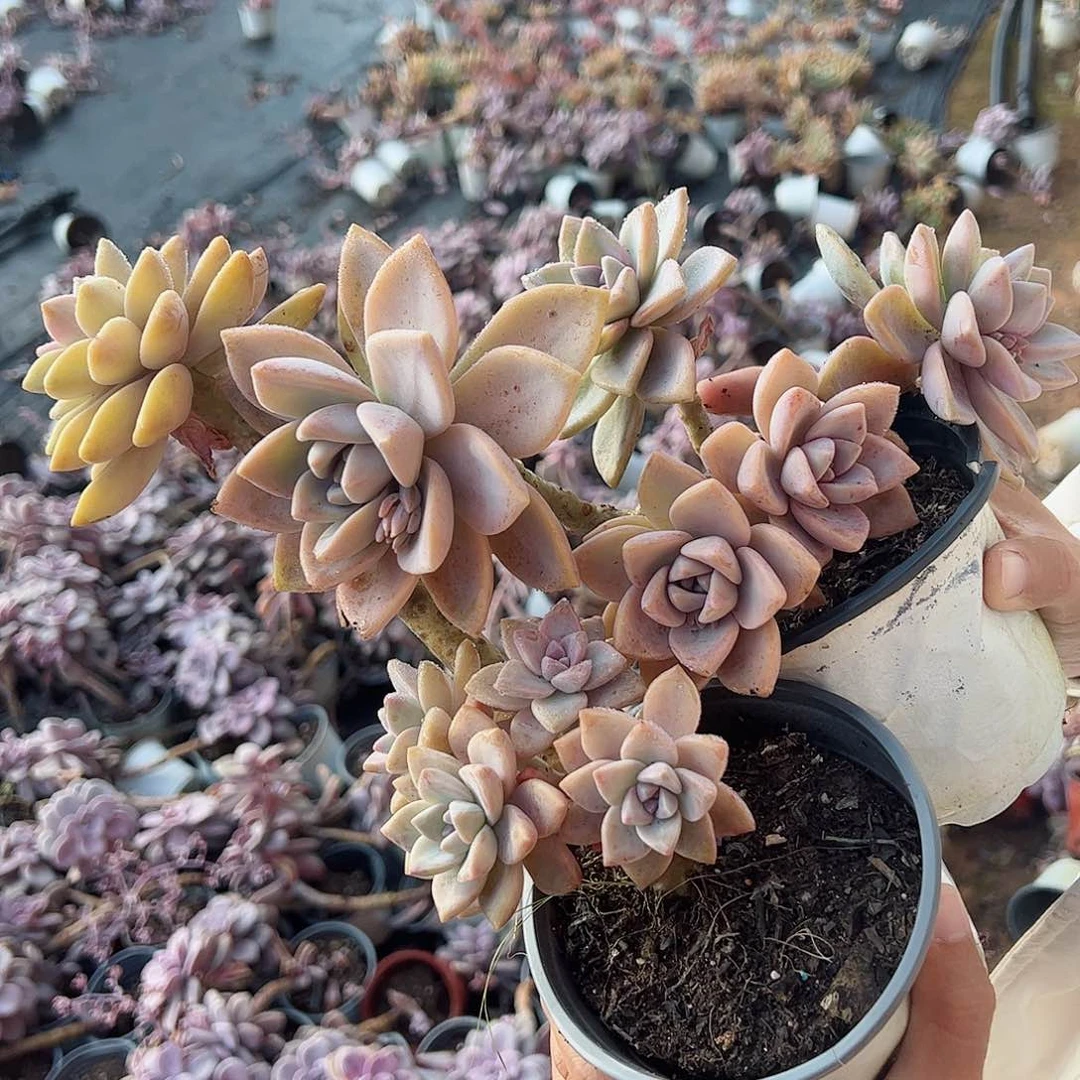 淡雪紫雾单头带仔老桩多肉四盆