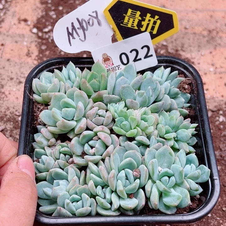 多肉植物多肉植物