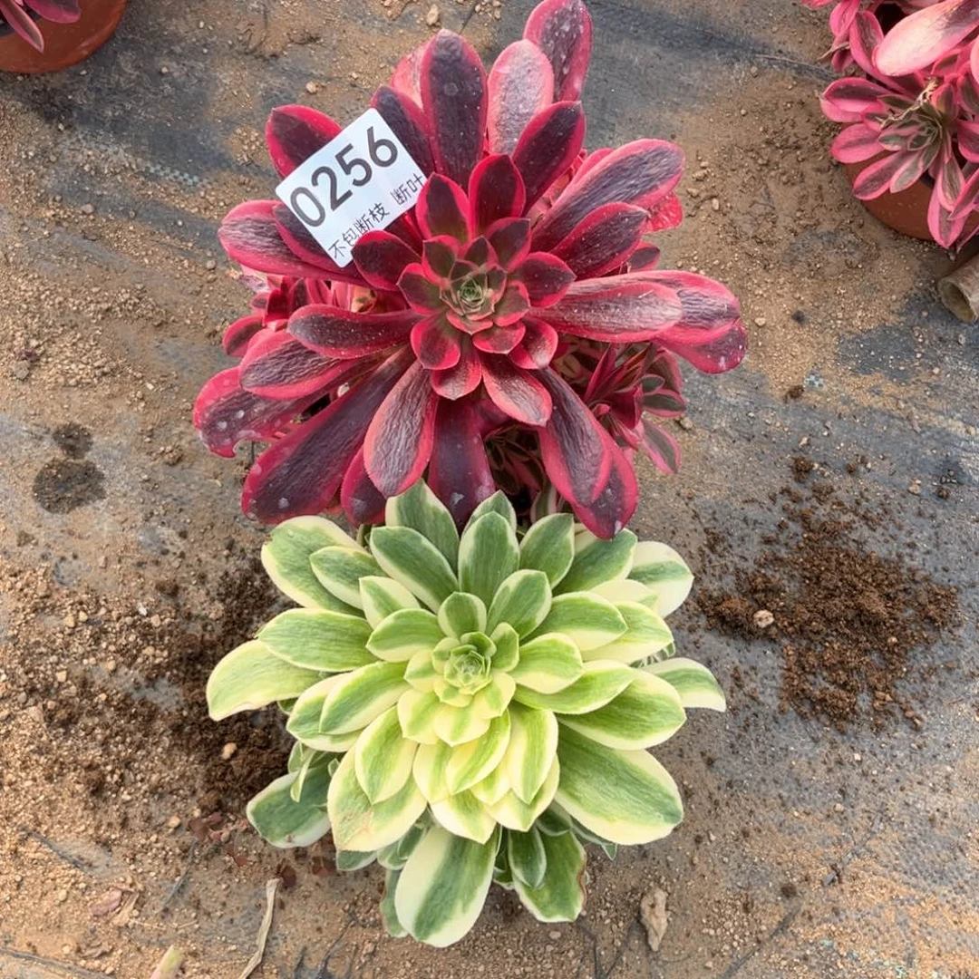 美杜莎➕迈巴赫，脱土发货