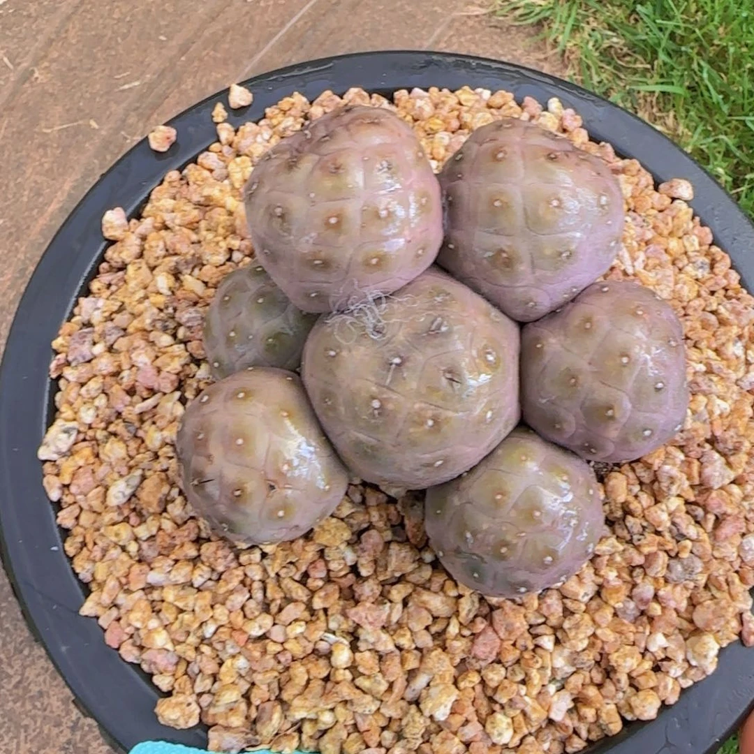 ****つ小情绪姐姐多肉植物