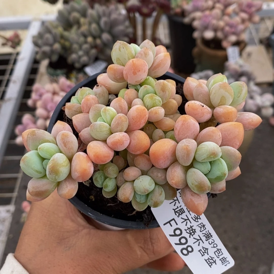 香水洛神998/9c m