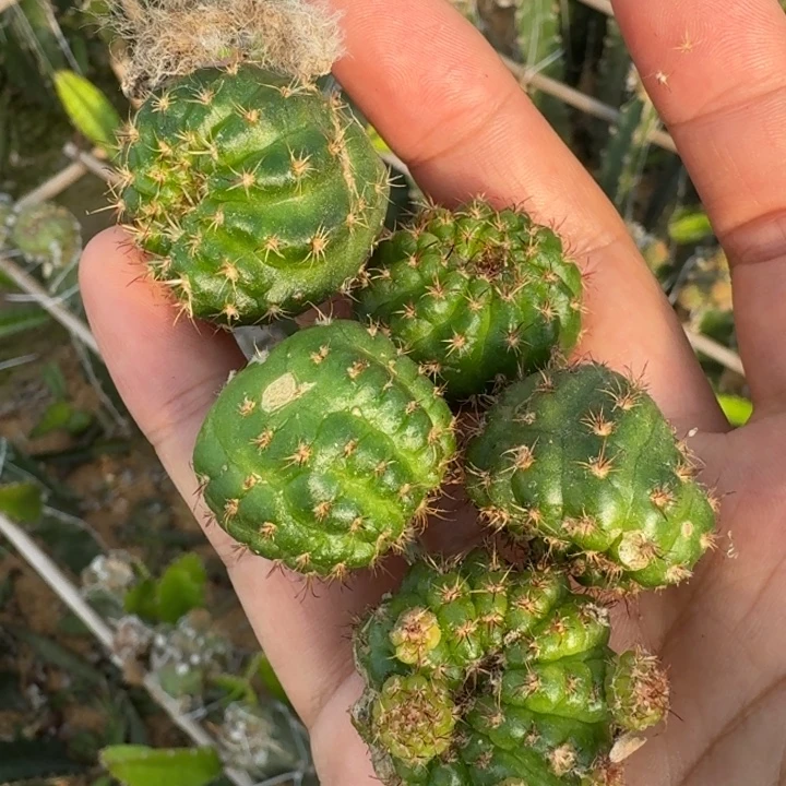 222虫咬丽花貂蝉歪2到3公分左右无根侧牙，20包邮