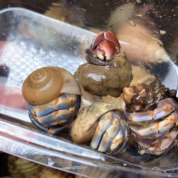 4/只奔跑的寄居蟹23号