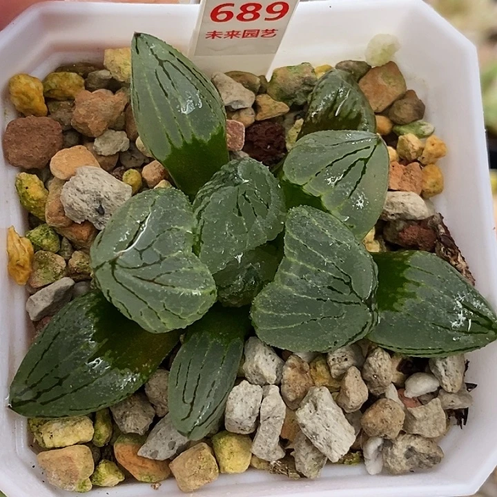 689虞美人寿一物一拍