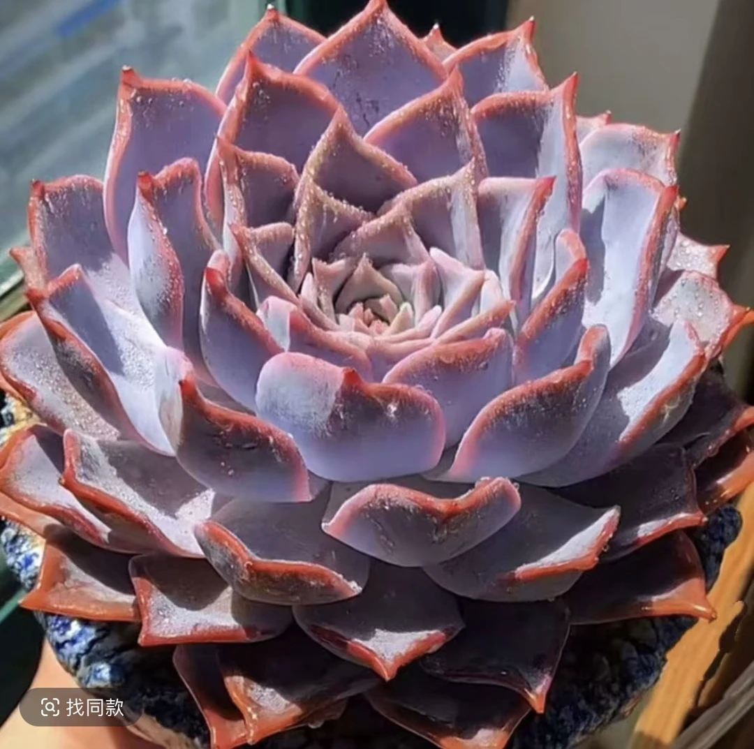 适合新手的耐旱露西娜多肉植物盆栽