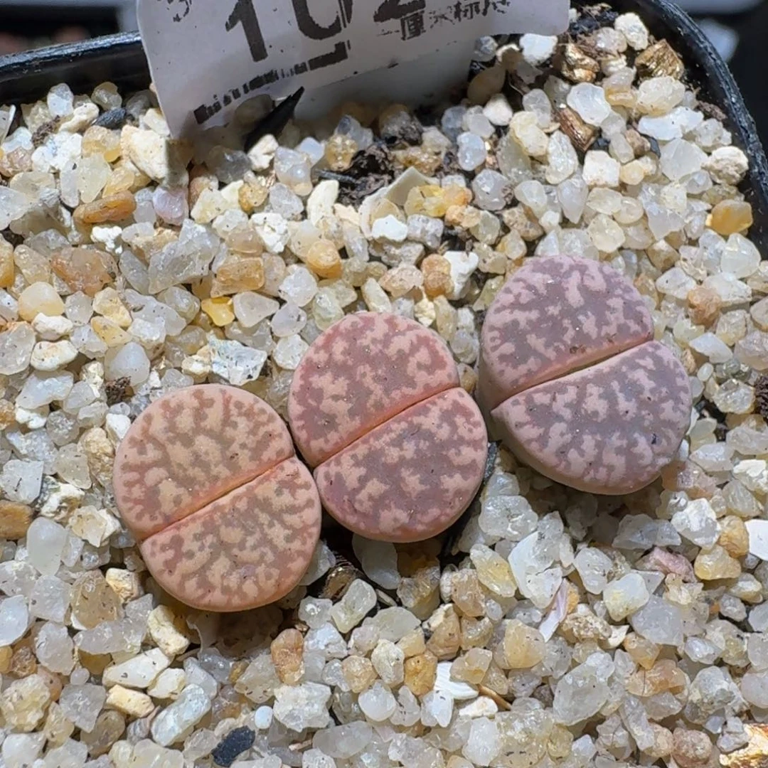 zzzzz生石花肉锥1020