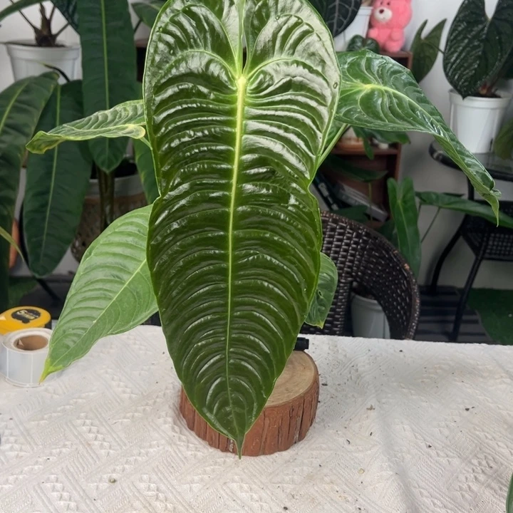 完全开放极密火鹤王叶长40