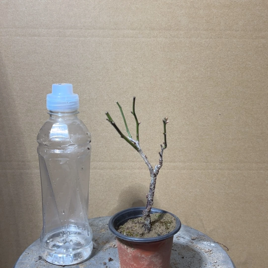 无花朵【26号原生龙游梅】原盆土发货