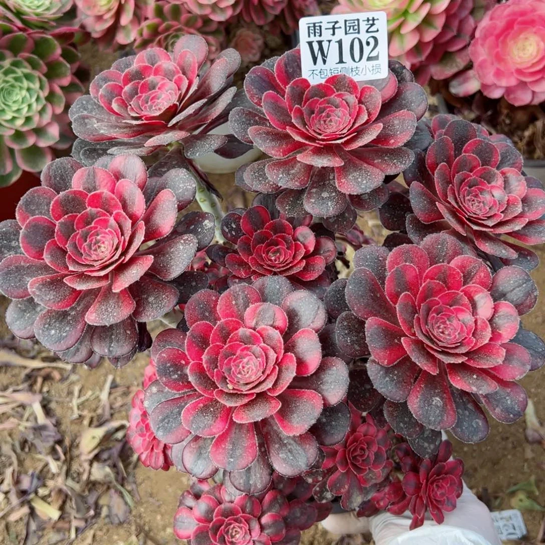 102丽娜尺寸20左右