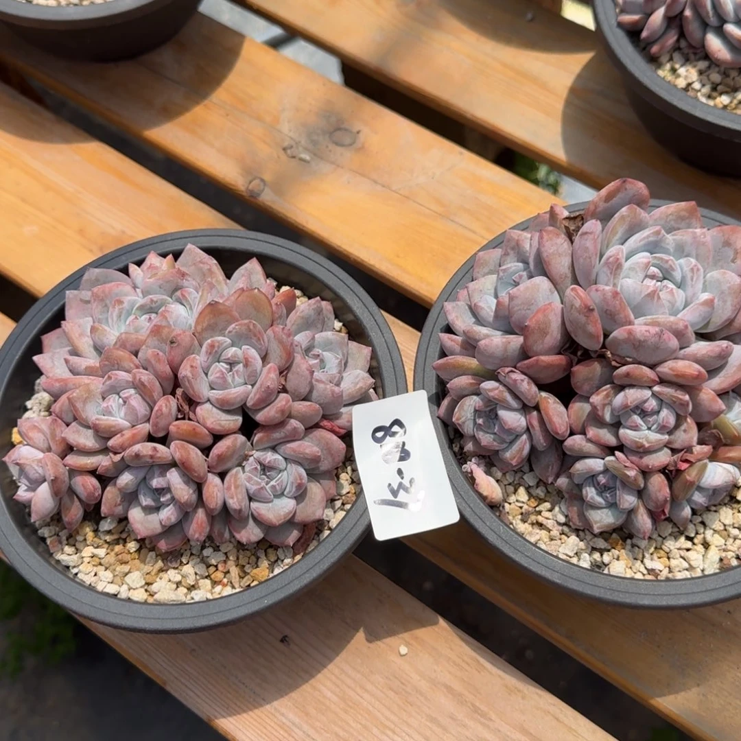 818-37静好多肉111111111111